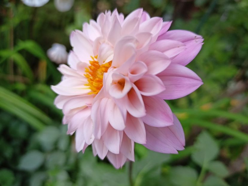  - Grădina 2023 continuare 5