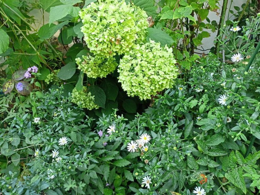  - Grădina 2023 continuare 5