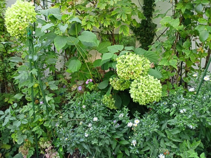  - Grădina 2023 continuare 5