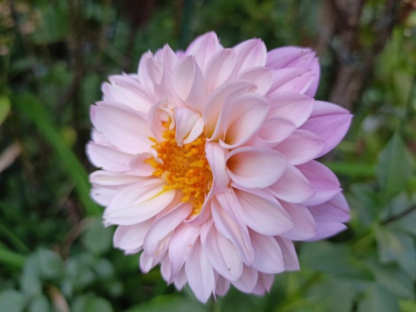  - Grădina 2023 continuare 5