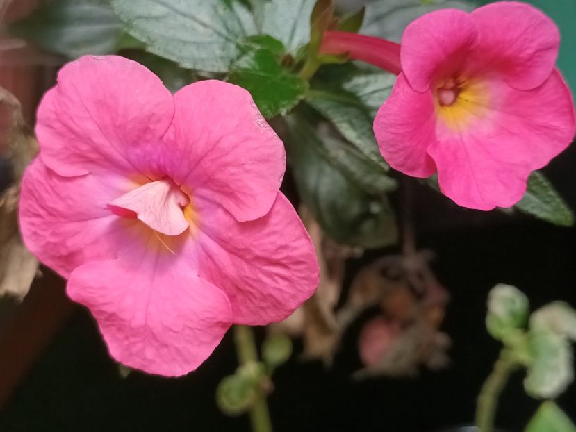  - Achimenes și Achimenantha 2023