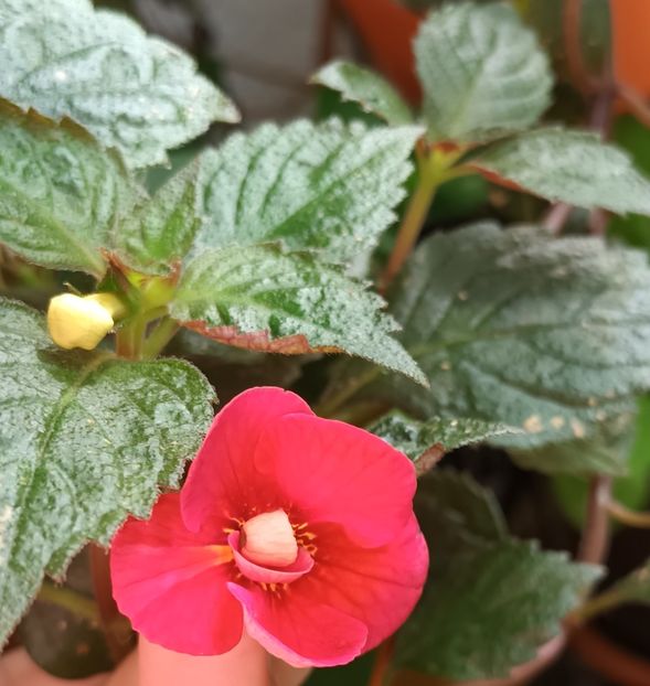  - Achimenes și Achimenantha 2023