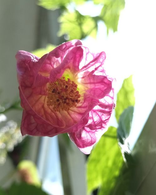 Abutilon - Flowerbook