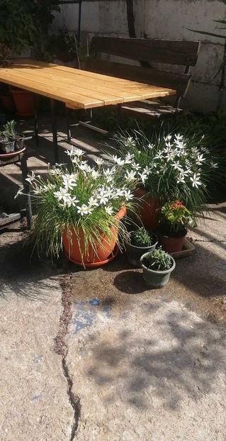 Zephire - ZEPHYRANTHES ALB CANDIDA