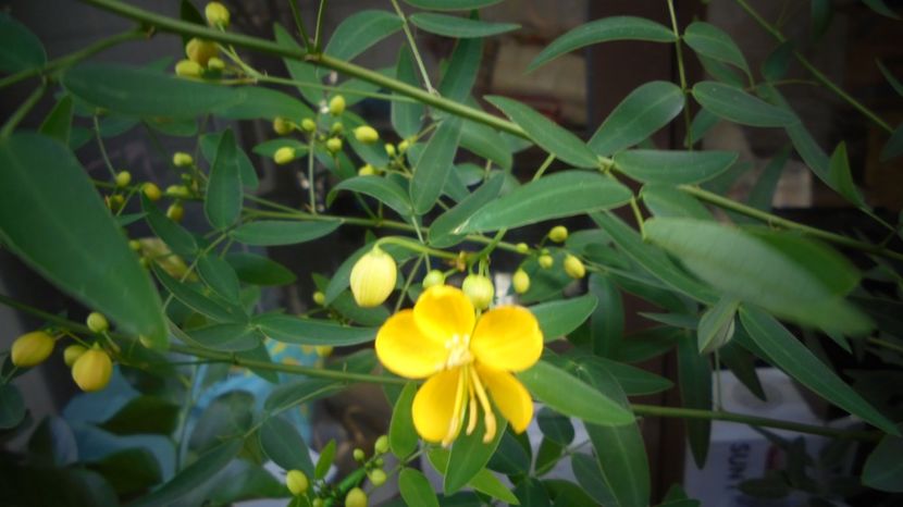 Senna,cassia - Splendori in gradina