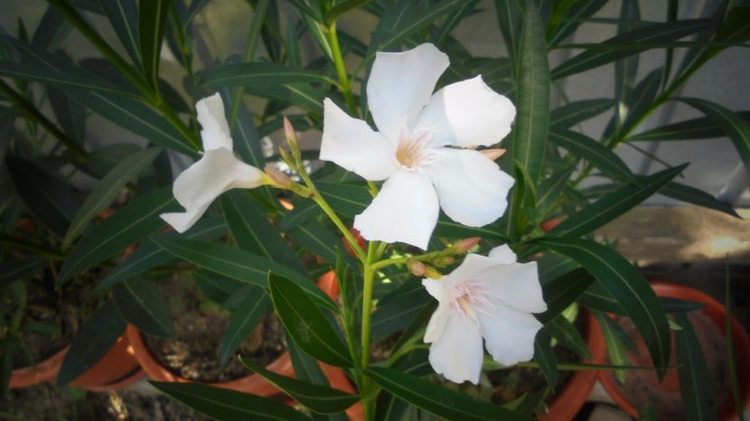  - Splendori in gradina