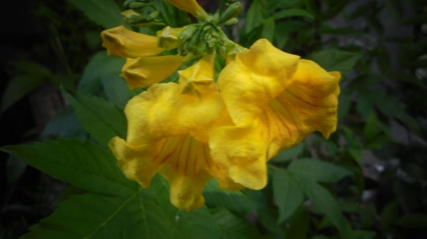  - Splendori in gradina