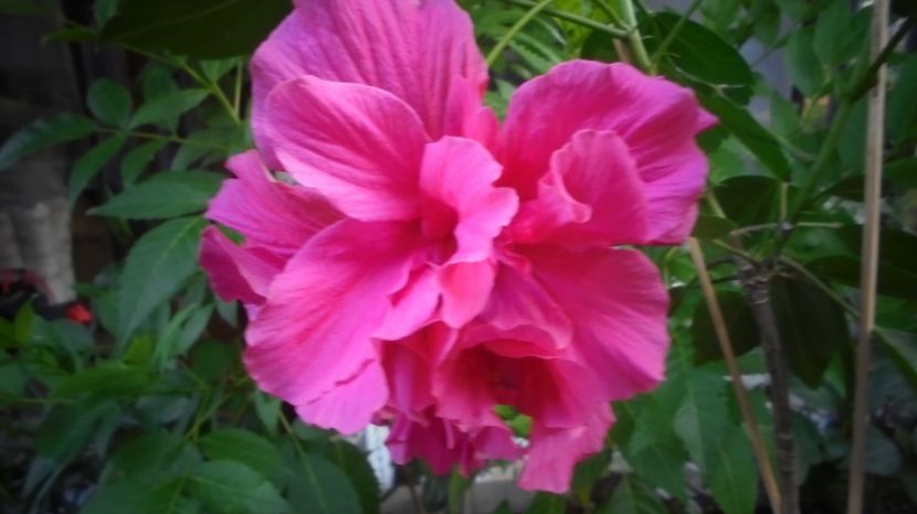  - Splendori in gradina