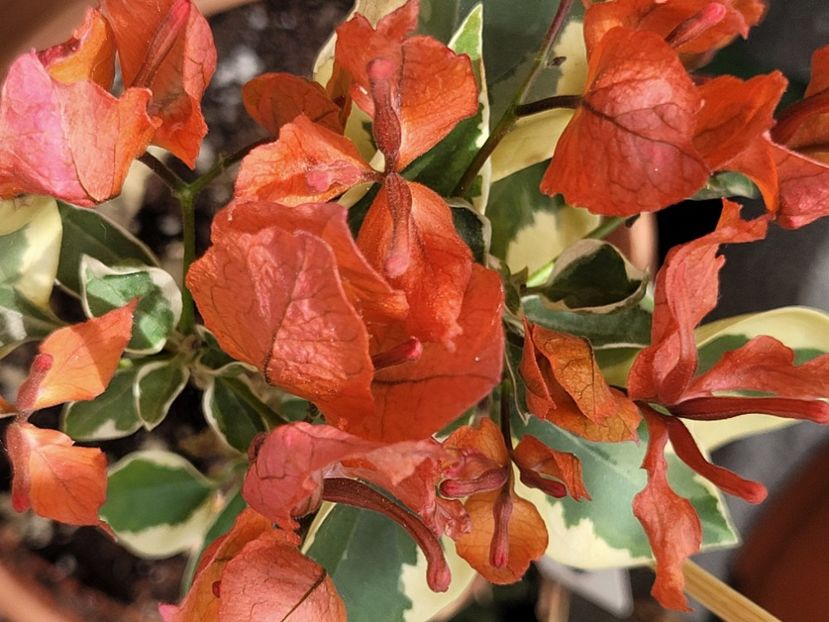  - Bouganvillea