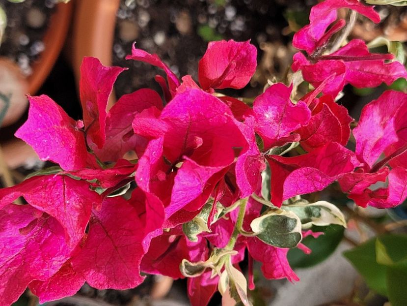  - Bouganvillea