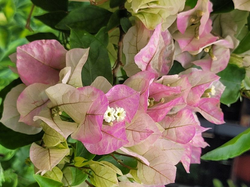  - Bouganvillea