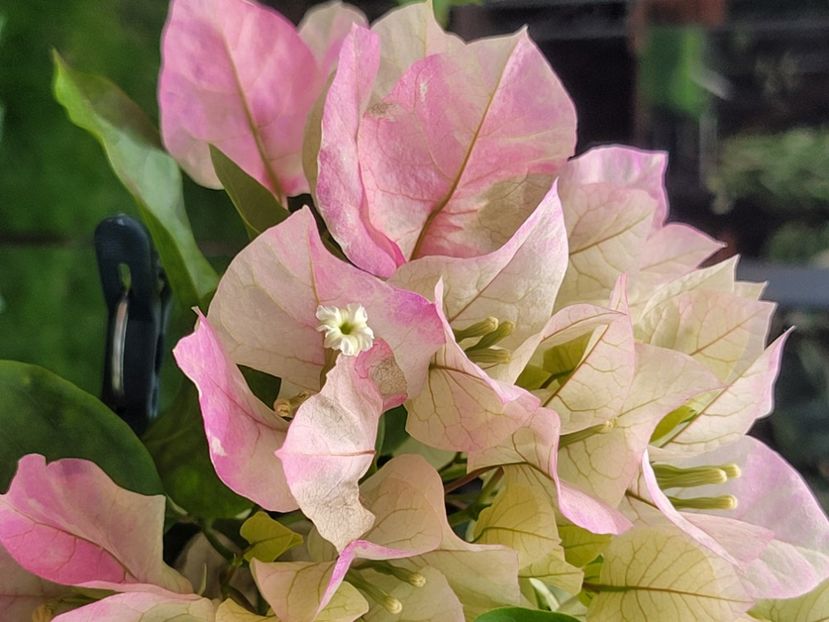  - Bouganvillea