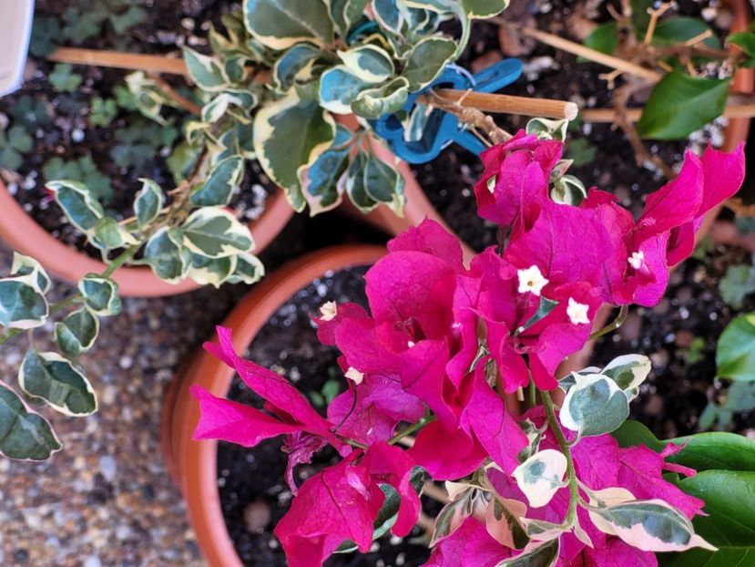  - Bouganvillea