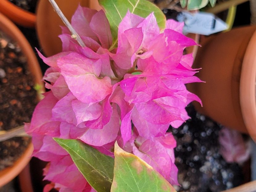  - Bouganvillea