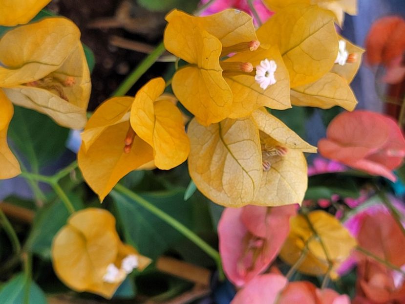  - Bouganvillea