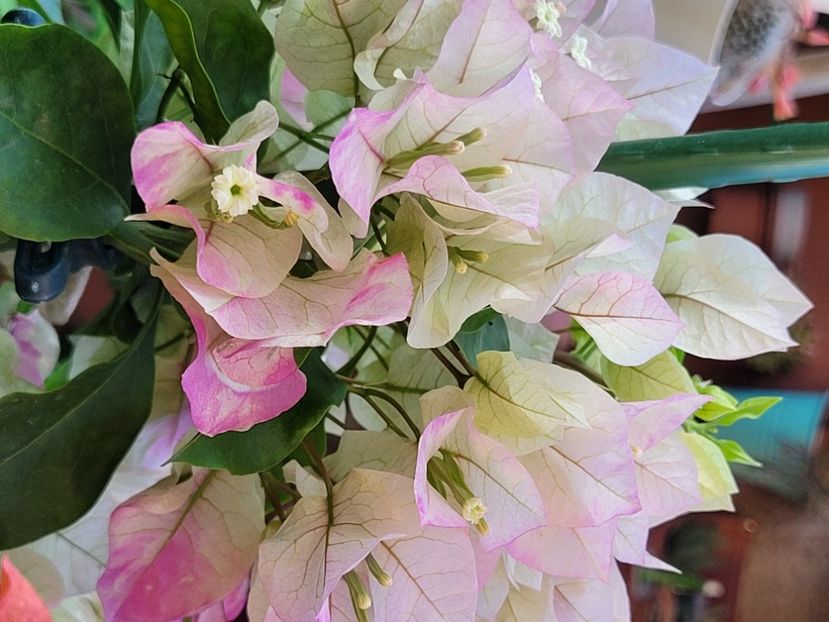  - Bouganvillea