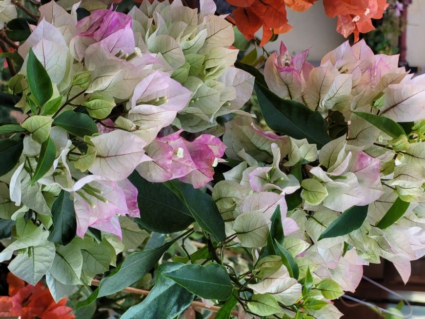  - Bouganvillea