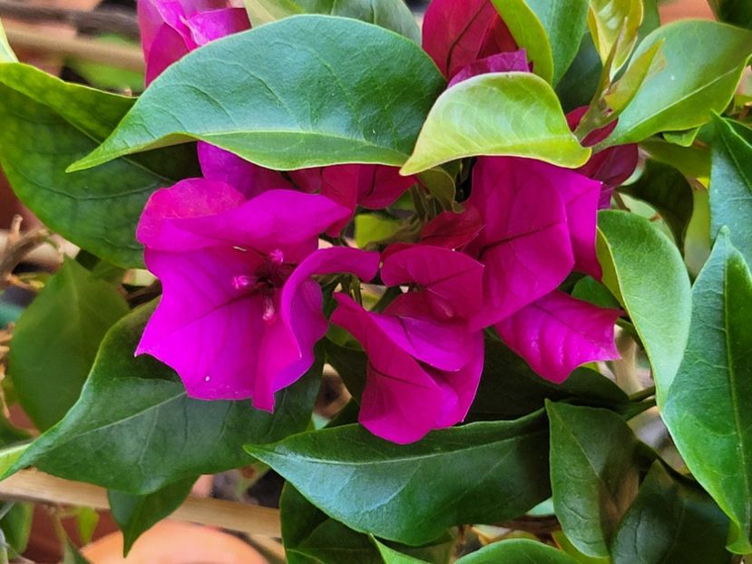  - Bouganvillea