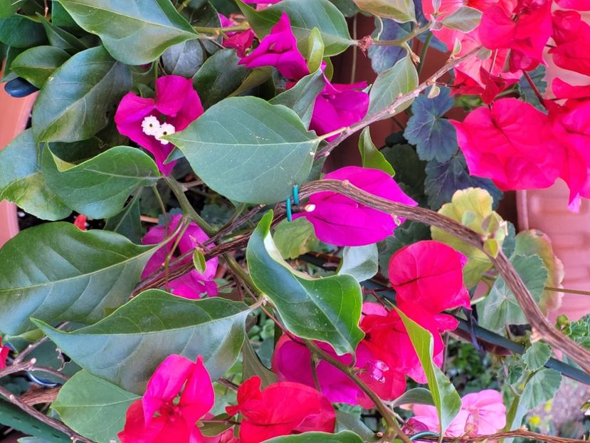  - Bouganvillea