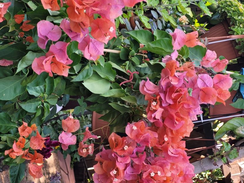  - Bouganvillea