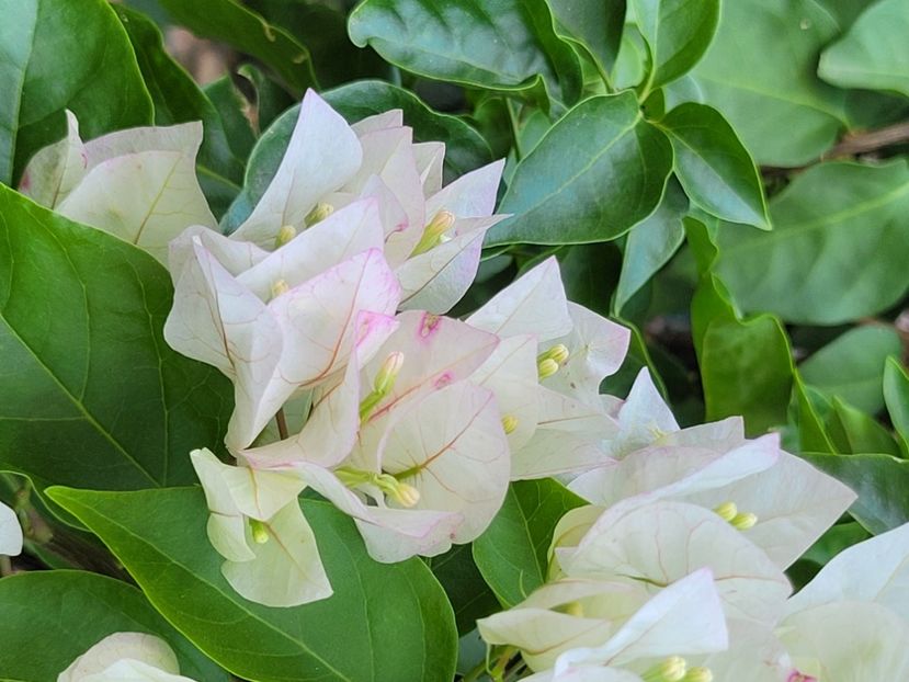  - Bouganvillea