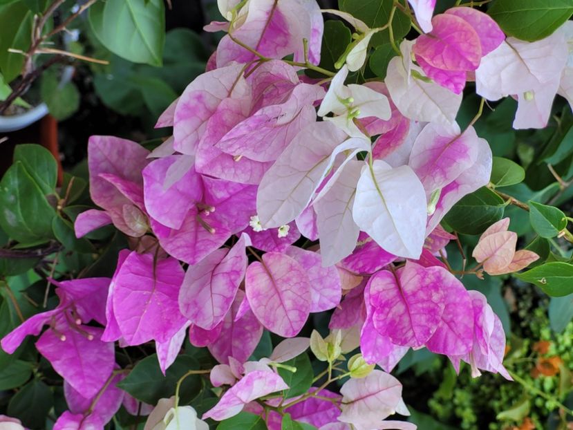  - Bouganvillea