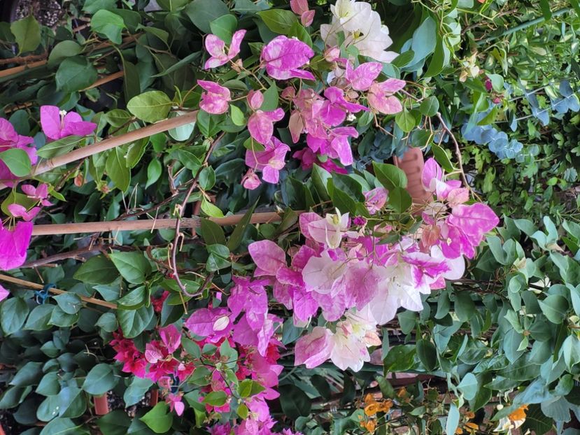  - Bouganvillea