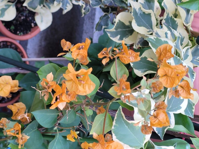  - Bouganvillea