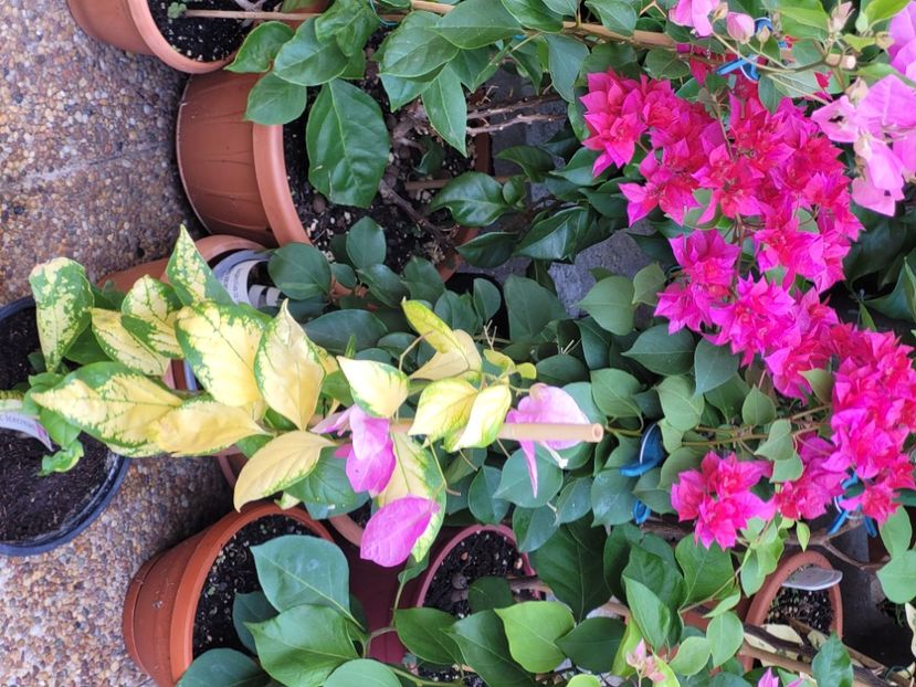  - Bouganvillea