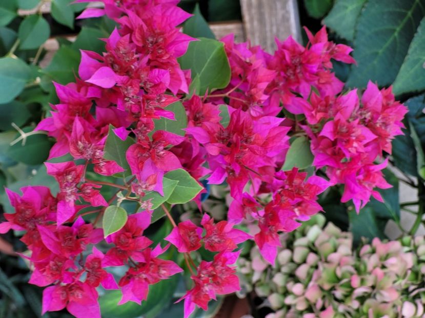  - Bouganvillea