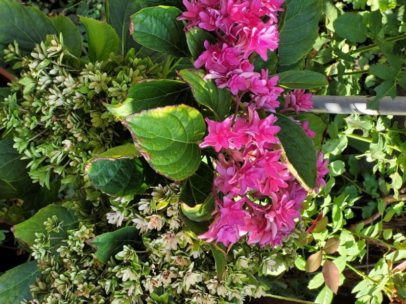  - Bouganvillea