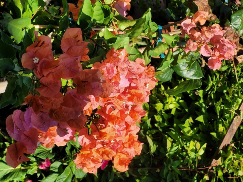 - Bouganvillea