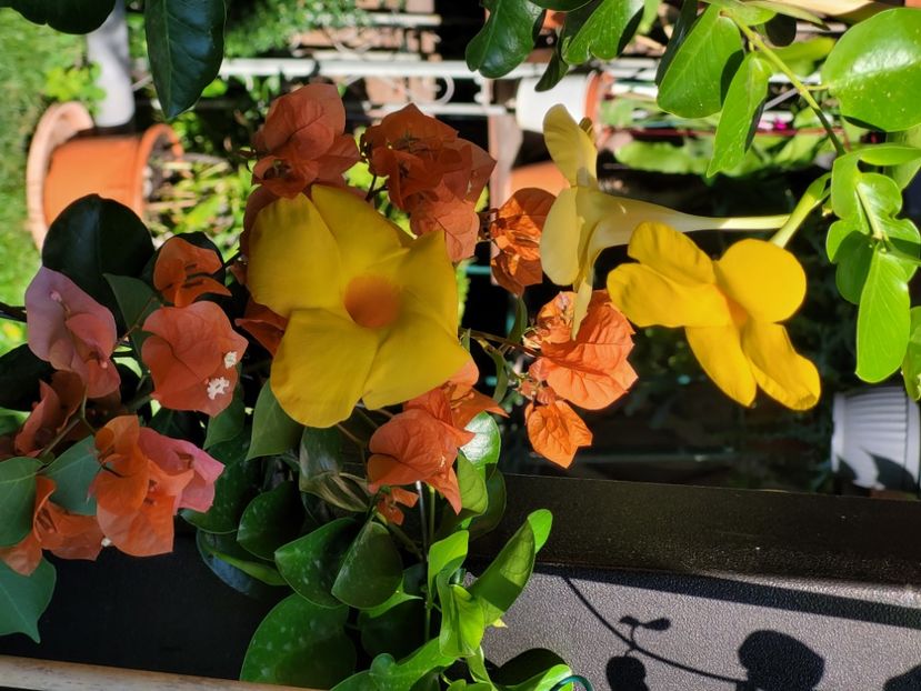  - Bouganvillea