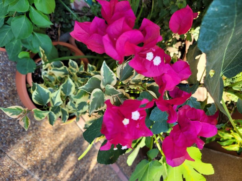  - Bouganvillea