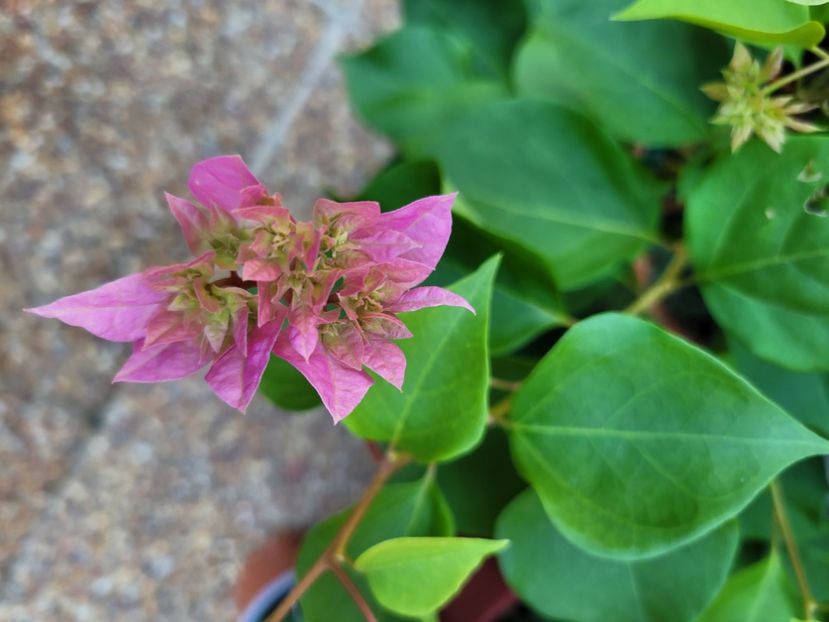  - Bouganvillea