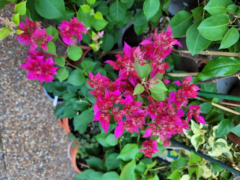  - Bouganvillea