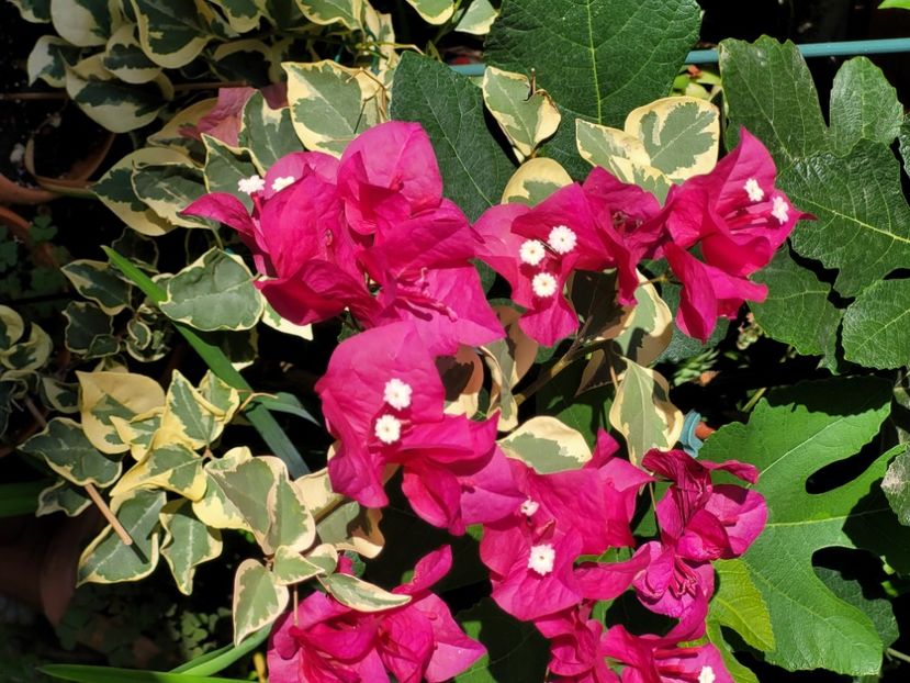  - Bouganvillea