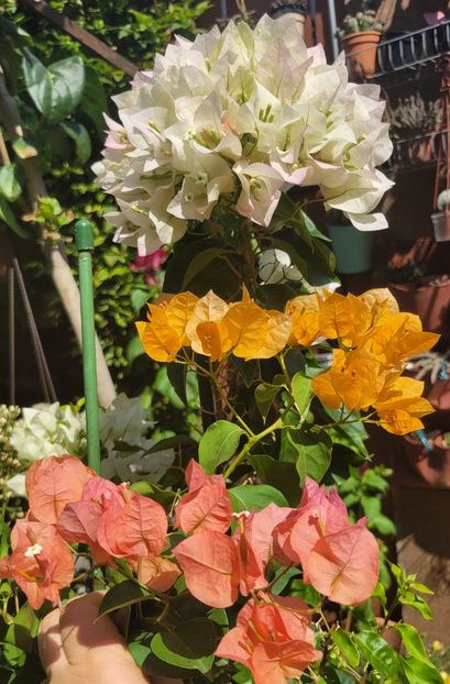  - Bouganvillea