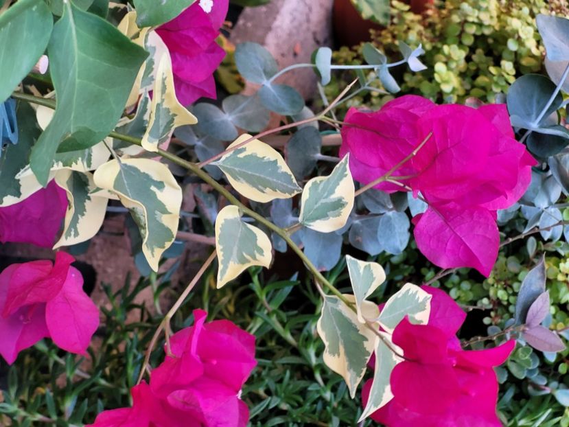  - Bouganvillea