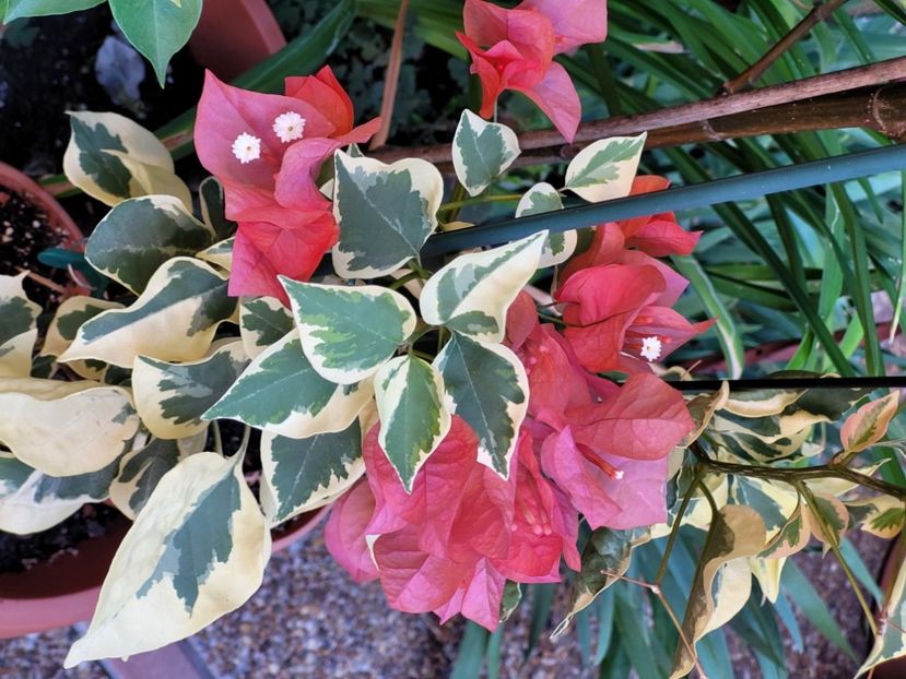  - Bouganvillea