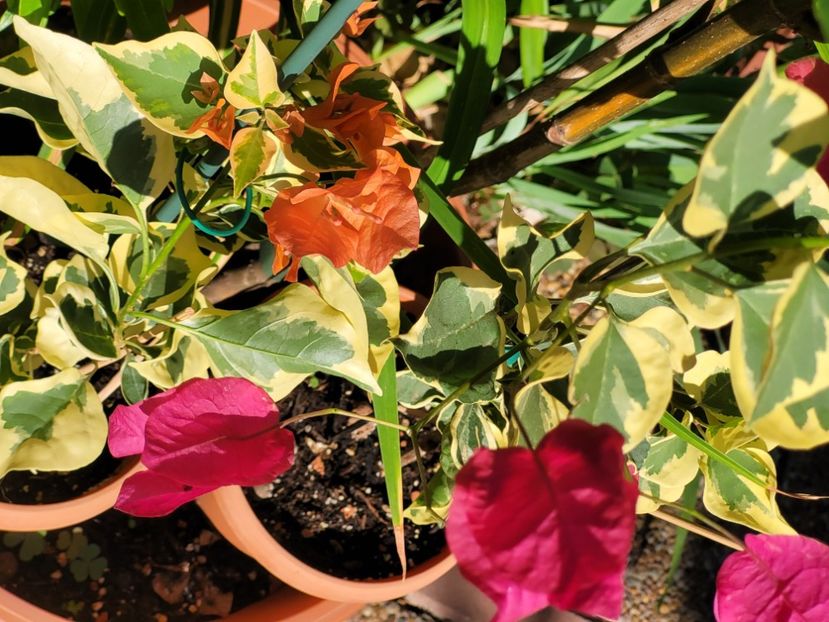  - Bouganvillea
