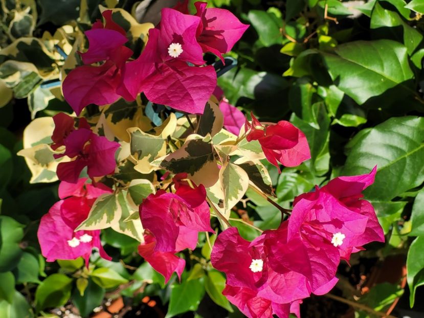  - Bouganvillea