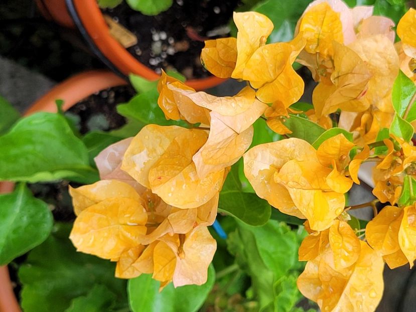  - Bouganvillea