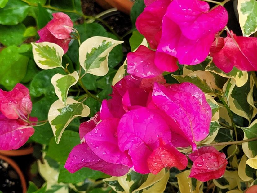  - Bouganvillea