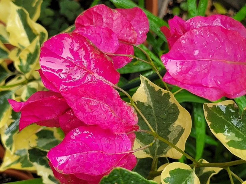  - Bouganvillea
