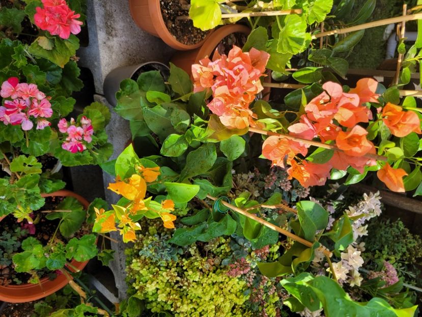  - Bouganvillea