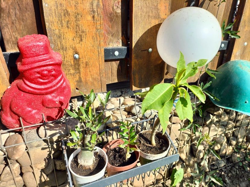 IMG20230910102114 - Toamna 2023