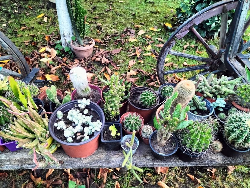 IMG20230908070849 - Toamna 2023