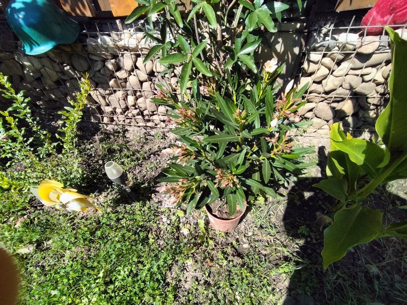 IMG20230906132450 - Toamna 2023