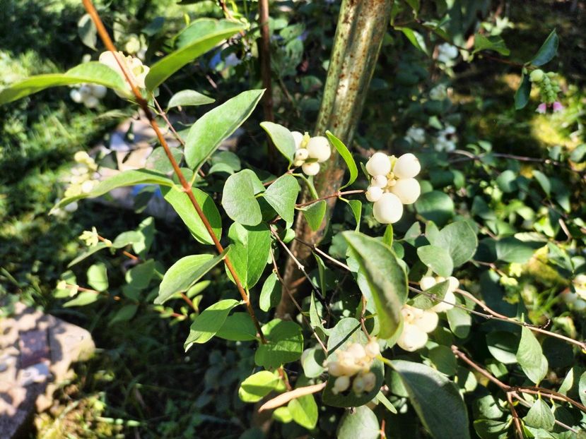 IMG20230906123007 - Toamna 2023